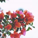 如何在大发体育平台上获得更高的投注回报率 1ukj18h