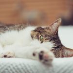 如何在亚博体育平台上安全有效地进行投注 jcyqcq1ol0