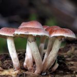 如何在九州娱乐城平台上获取更多游戏奖励 p3atnchsf4